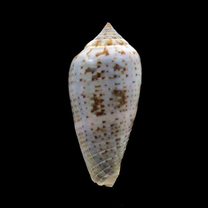 cinereus 49,7mm