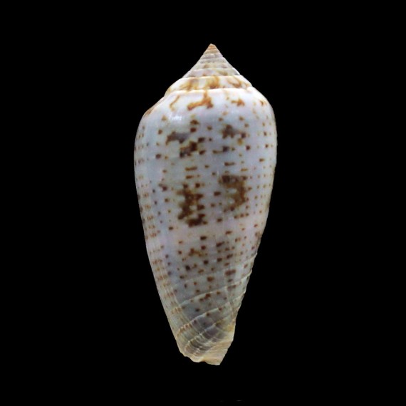 cinereus 49,7mm