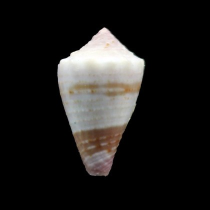 jucundus 20,5mm