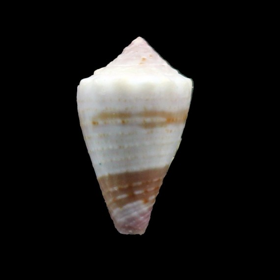jucundus 20,5mm