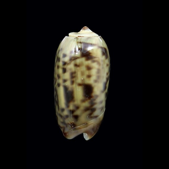 xenos 14,3mm RARE
