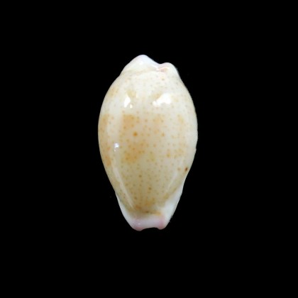 microdon 16,5mm BIG
