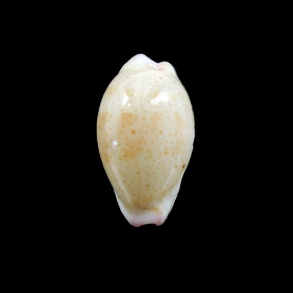 microdon 16,5mm BIG