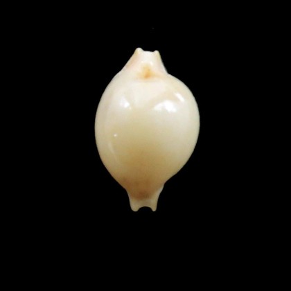 margarita africana 12,0mm