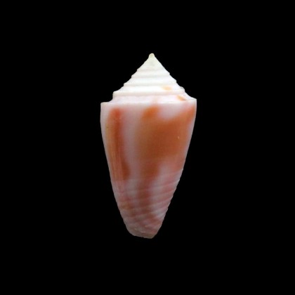mindana 22,0mm
