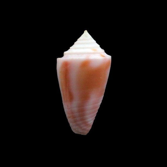 mindana 22,0mm