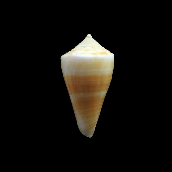penchaszadehi 27,0mm