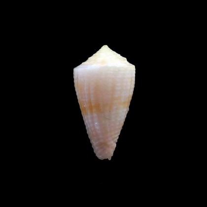 patae 18,4mm BIG