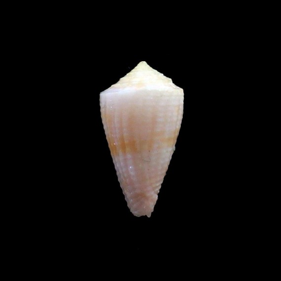 patae 18,4mm BIG