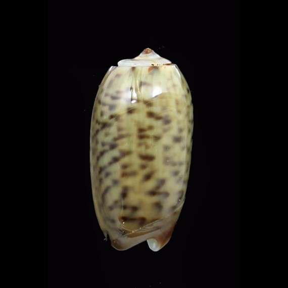 xenos 14,3mm RARE
