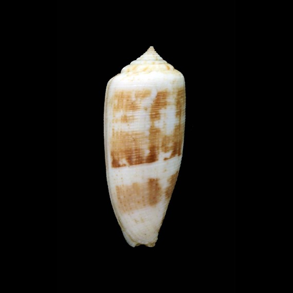 artoptus 44,3mm UNCOMMON