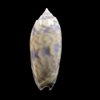lamberti 50,0mm