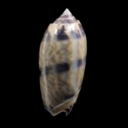 lamberti 40,0mm