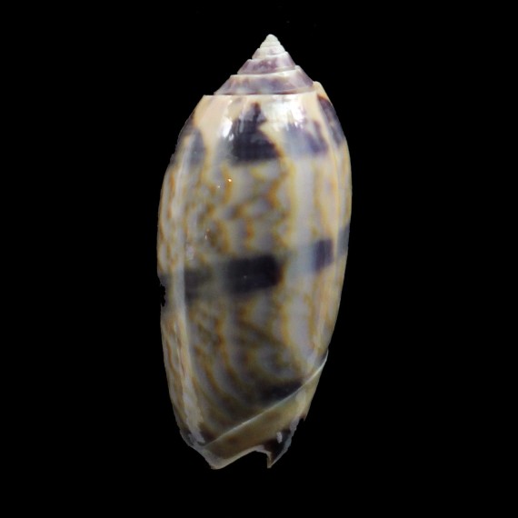 lamberti 40,0mm