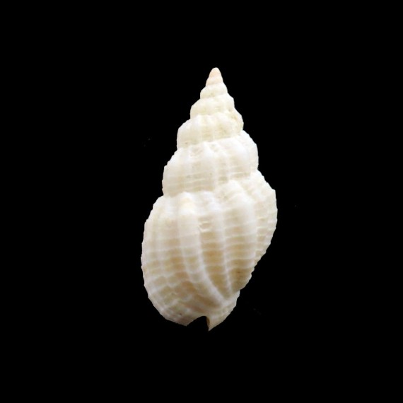 textus 23,2mm