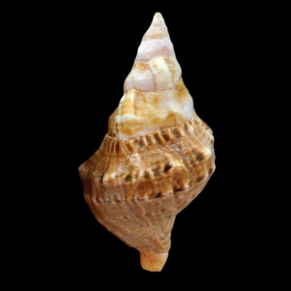 lampas pustulata 94,0mm