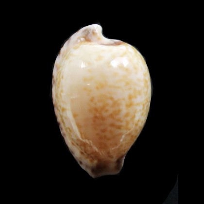algoensis 26,0mm