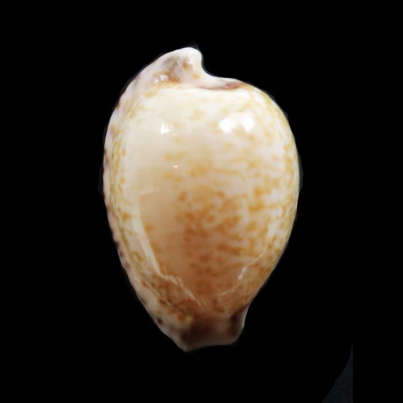 algoensis 26,0mm