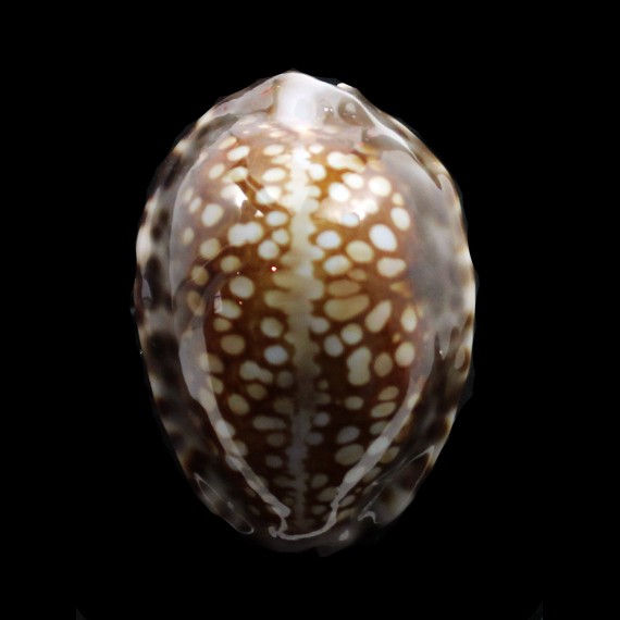 depressa 34,0mm TUAMOTU