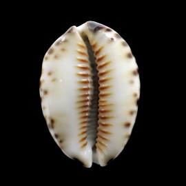 depressa 34,0mm TUAMOTU