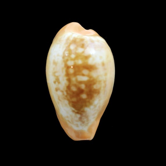 pyrum maculosa 36,0mm