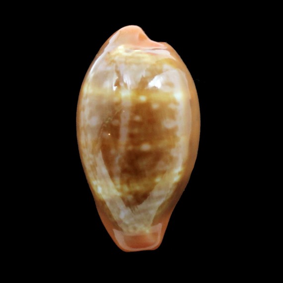 pyrum senegalensis 33,5mm