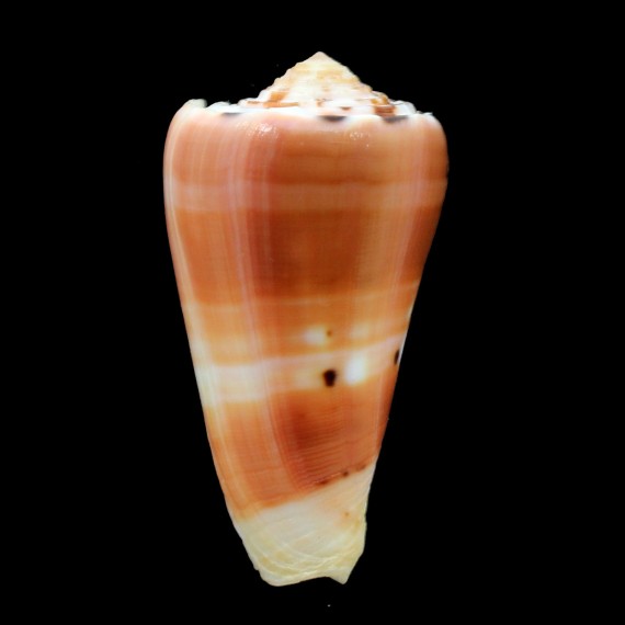 barthelemyi 59,0mm