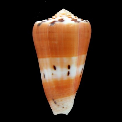 barthelemyi 62,0mm