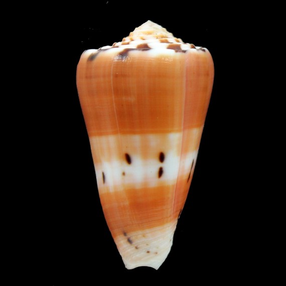 barthelemyi 62,0mm