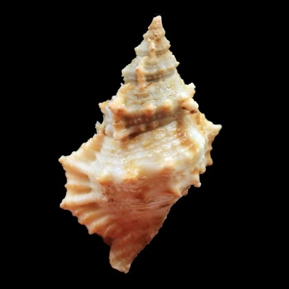 fijiensis 52,0mm RARE