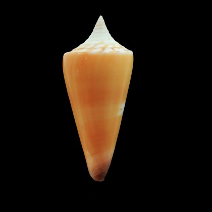 krabiensis 46,0mm AUSTRALIA