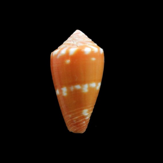 bertarollae 21,4mm