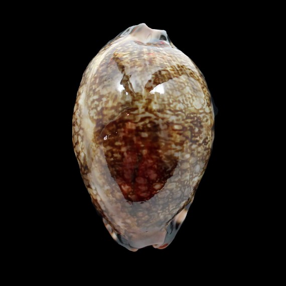 grayana 58,6mm