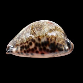 grayana 58,6mm