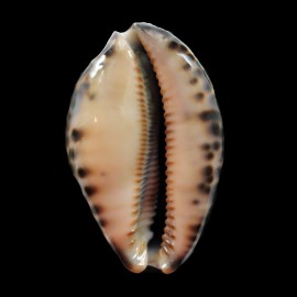 grayana 58,6mm