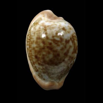 fuscorubra 32,9mm