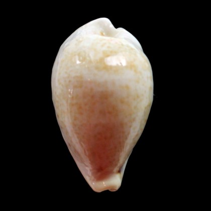 hungerfordi coucomi 43,3mm BIG