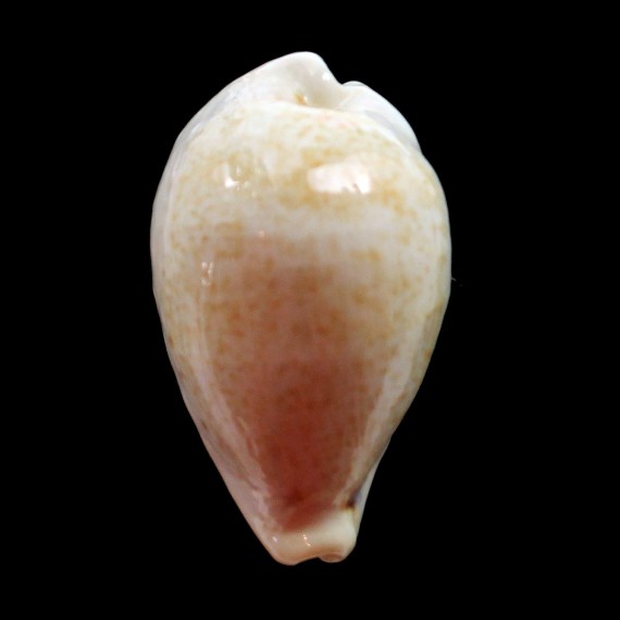 hungerfordi coucomi 43,3mm BIG