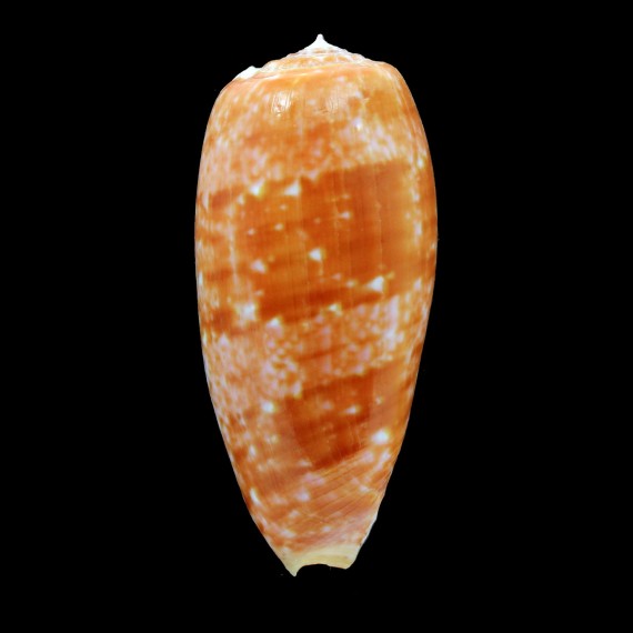 bullatus 73,0mm BIG