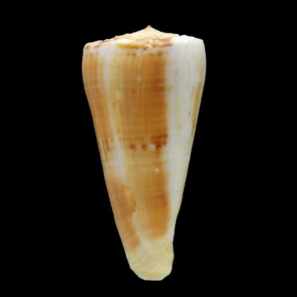 recluzianus 60,6mm