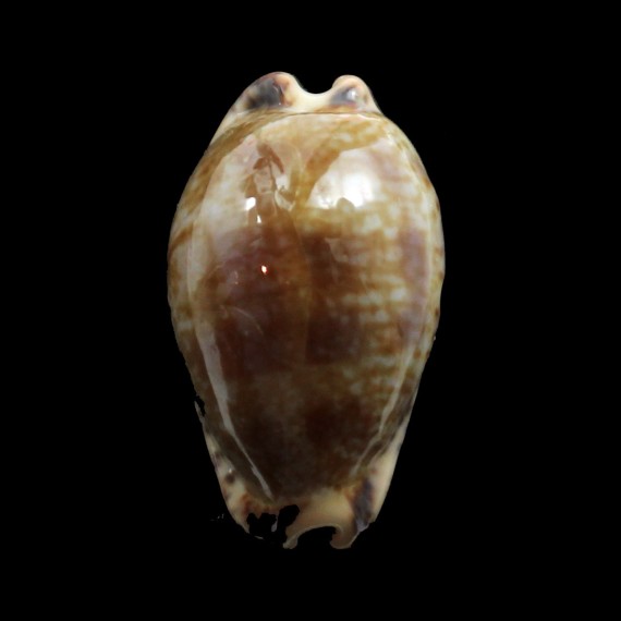 nigropunctata 31,0mm