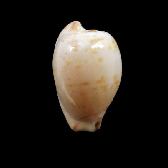 edentula 20,0mm