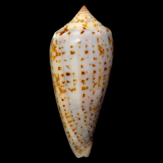 cinereus