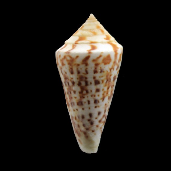 lemniscatus 46,8mm