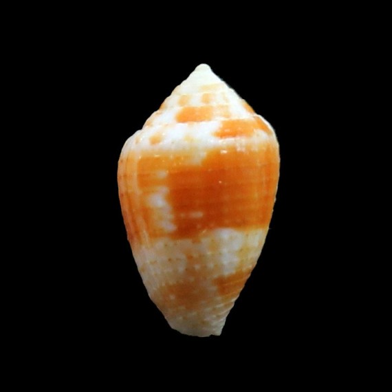 selenae 17,0mm