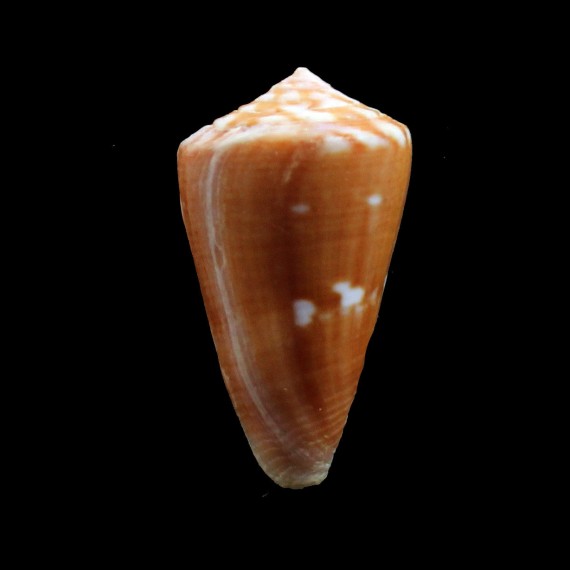 archetypus 29,0mm