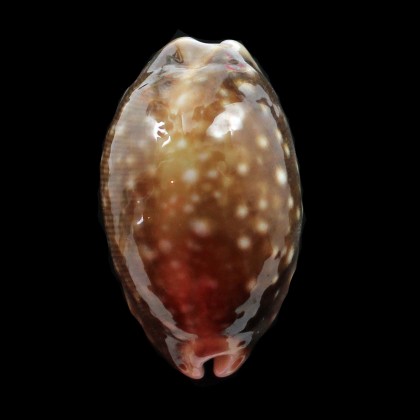 vitellus 43,0mm ROSTRATE