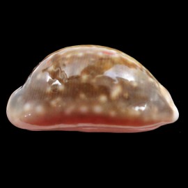 vitellus 43,0mm ROSTRATE