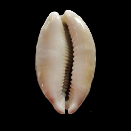 vitellus 43,0mm ROSTRATE