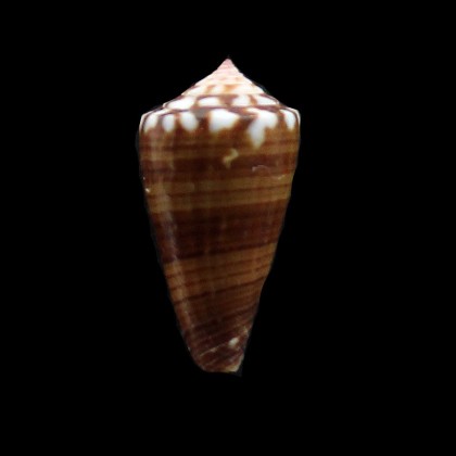 cargilei 21,0mm SUPERB